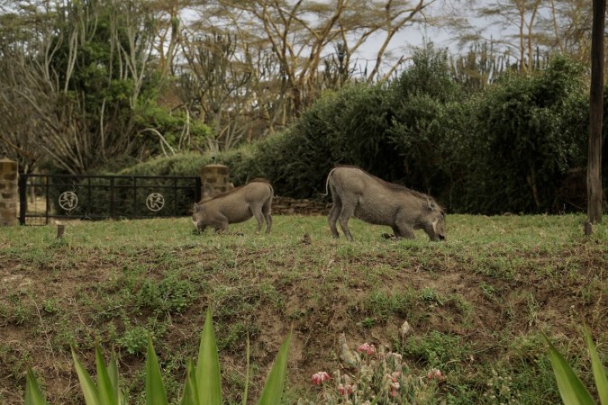 I love how Boars kneel to eat. Genuflecting for lunch.
