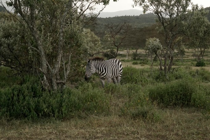 I never tire of looking at zebras.