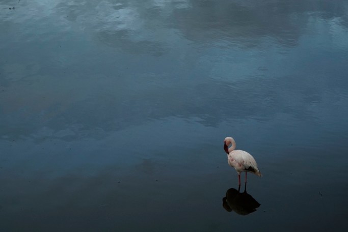 A lone flamingo left behind when the others flew off when the level of Crescent Lake rose. He had some ducks for company.