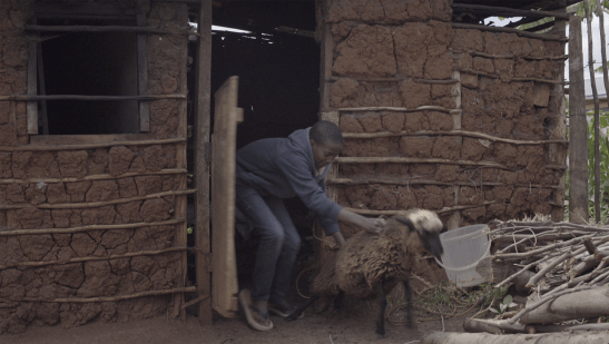 Joshua trying to let the sheep out.
